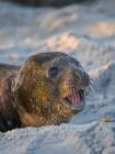 Pup of southern elephant seal on beach of Sea Lion Island. South America, Falkland Islands. Art Print